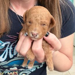 Marshall - Red  male Poodle puppy in Cedar City, Utah from Precious Paws Ranch