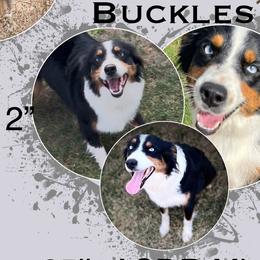 Buckles - Miniature Australian Shepherd