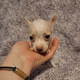 LUNA - Cream and white female Chihuahua puppy in Branford, Florida from Mbjs Doxies and chihuahuas