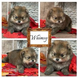 Whimsy - Orange sable female Pomeranian puppy in Las Vegas, Nevada from PomAmour Pomeranians