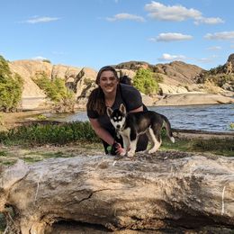 Siberian Husky Puppies from Rocket City Huskies