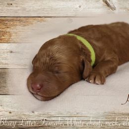 Poodle Puppies from Red Barn Moyen Poodles