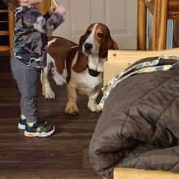 Batman - Basset Hound