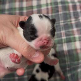Puppy Girl 2 - Black and white female Japanese Chin puppy in Little Rock, Arkansas from Montra Japanese Chin & Cavalier King Charles Spaniels