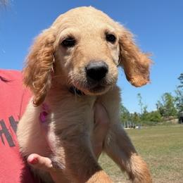 Teddy - Apricot male Goldendoodle puppy in Ambrose, Georgia from Brandilyn's Aussies