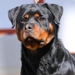 Rottweilers from Schone Rasse Rottweilers
