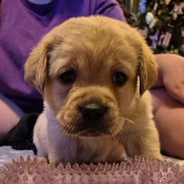 Boy 1 - Dark Yellow Male - Yellow male Labrador Retriever puppy in Latrobe, Pennsylvania from Stone Shoe Ranch Labrador Retrievers