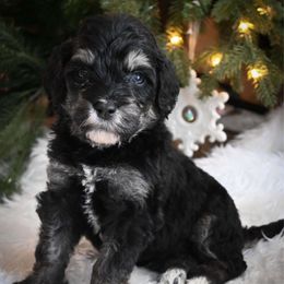 Comet - Tri-color male Bernedoodle puppy in Lookout, California from Remington Kennels, LLC