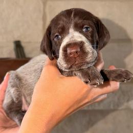 Grey - Brown and gray female Wirehaired Pointing Griffon puppy in Devine, Texas from Tombstone Kennels
