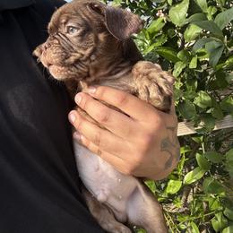 Chapparito - Tricolors male French Bulldog puppy in Los Angeles, California from westsidefrenchies