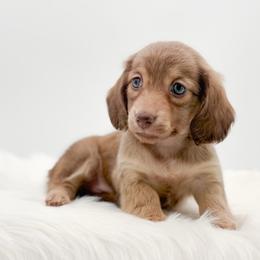 Melba - Cream female Dachshund puppy in Litchfield, Illinois from Charmm Dachshunds