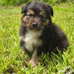 PB.BTF1 - Black tri female Miniature Australian Shepherd puppy in Deer Lodge, Tennessee from KSH Aussie Haven
