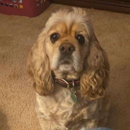 Violet - Clumber Spaniel