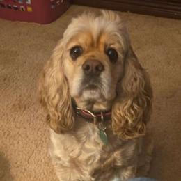 Violet - Clumber Spaniel