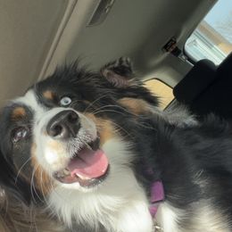 Athena - Toy Australian Shepherd