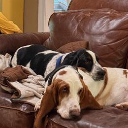 Basset Hounds from Blooming Basset