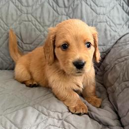 CKC blue collar - Red male Dachshund puppy in Grand Valley, Pennsylvania from Dachshunds on the Hill