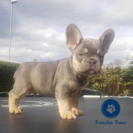 French Bulldog Puppies from Frenchie Paws