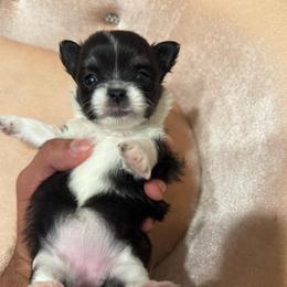 Girl 1 - Black and white female Chihuahua puppy in Davenport, Florida from Clan Cordovathone