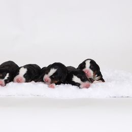 Bernedoodle Puppies from Bernedoodle Bliss