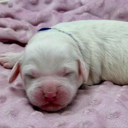 Pearl (Purple Collar) - Chalk female Australian Labradoodle puppy in Mount Gilead, North Carolina from Tillery Labradoodles