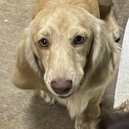 Wesley - Dachshund