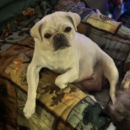 Opal - Pug
