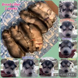 Alaskan Malamute puppies from Illusion Kennel