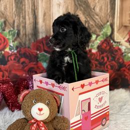 Cupid, Green Collar - Black and white male Bernedoodle puppy in Lake Panasoffkee, Florida from Donnas Deluxe Doodles LLC
