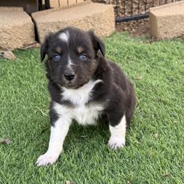 Mack - Black tri-color male Australian Shepherd puppy in Mount Vernon, Texas from RJ's Aussie Posse