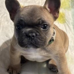 Herny - Blue fawn female French Bulldog puppy in Alabama from Southern Bulldogs