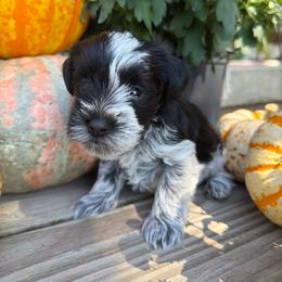 Pocus - Parti female Miniature Schnauzer puppy in Silver Creek, Mississippi from Mamie’s Minis, LLC