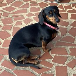 Mizz Emma - Dachshund