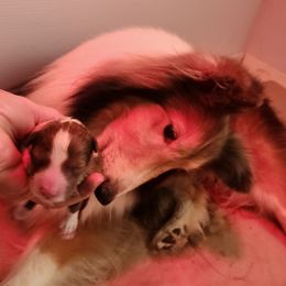 Lolly - Shetland Sheepdog