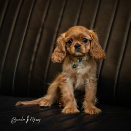 Cavalier King Charles Spaniel and Dalmatian Puppies from Cadence Hall