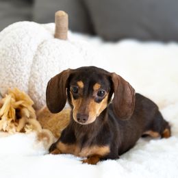 Mocha - Dachshund