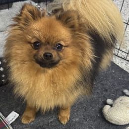 Sadie - Pomeranian
