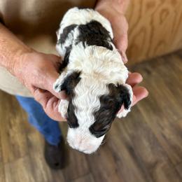 Star - Black and white female Cavapoo puppy in Arabi, Georgia from Huckadoodle Farm