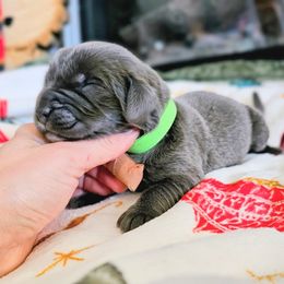 Prancer - Gray male Newfoundland puppy in Ohio from Vermillion Newfoundlands