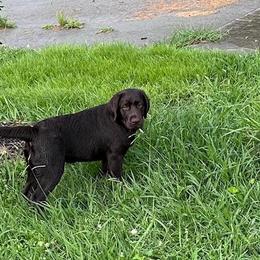Reese - Chocolate female Labrador Retriever puppy in Maynardville, Tennessee from Three Bears Labradors