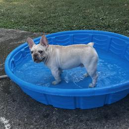 French Bulldogs from Pied Nation Frenchies