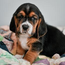 Madison - Black brown and white female Basset Hound puppy in Knoxville, Tennessee from Well Hounded Bassets