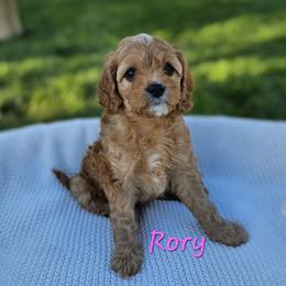 Cavapoo Puppies from North Ranch Doodles