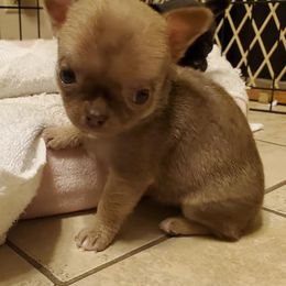 Chihuahuas from Coal Creek Chihuahuas