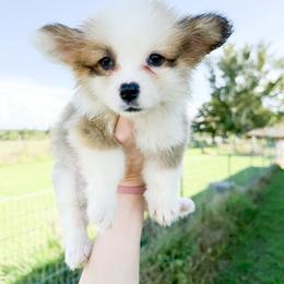 Yellow - Catherine of Aragon (fluffy) - Red female Pembroke Welsh Corgi puppy in Milan, Georgia from Williams’ Welsh Corgis LLC