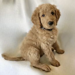 Bernedoodle Puppies from Bruce and Emma Doodles
