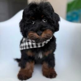 Kaylie's - BLUE BOY - Phantom male Goldendoodle puppy in Lewisville, Texas from Texas Goldendoodle Lovers