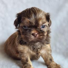 Martha May - Liver female Shih Tzu puppy in Jenks, Oklahoma from Northstar Shih Tzu