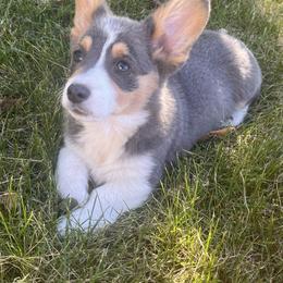 Timmy - Gray and white male American Corgi puppy in Heyworth, Illinois from Schumaker Corgis