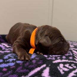 Puppy Orange - Chocolate female Australian Labradoodle puppy in Oxford, Mississippi from Stony Brook Australian Labradoodles